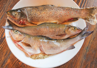 fresh fish on the plate, cooked for frying. Fresh wild trout and grayling on the plate..