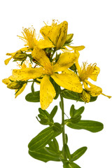 Flowers  of St. John's wort (Hypericum perforatum), isolated on white background
