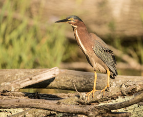 Green Heron