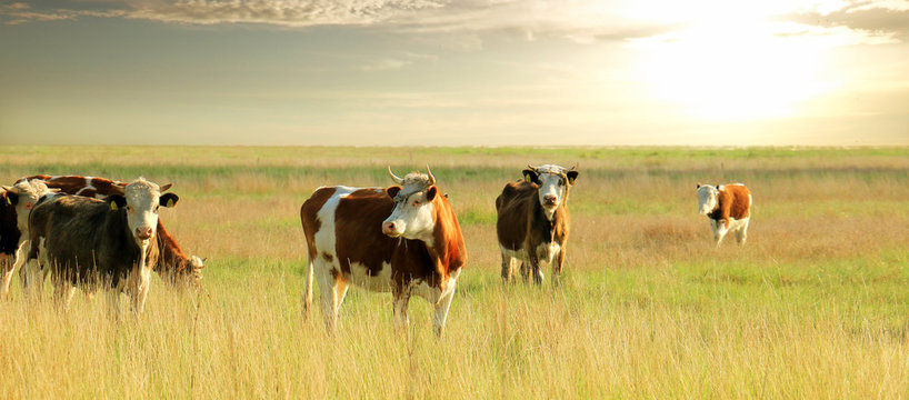 Calves On The Field