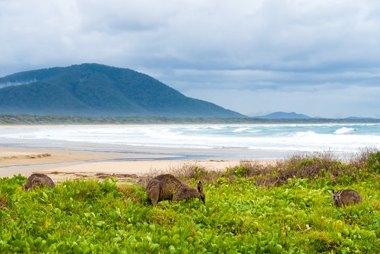 Group of kangaroos grazing at Diamond Head beach, NSW, Australia