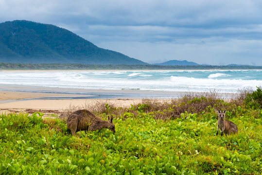 Group of kangaroos grazing at Diamond Head beach, NSW, Australia