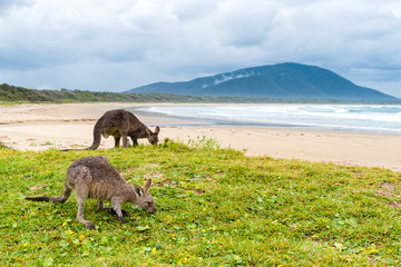 Group of kangaroos grazing at Diamond Head beach, NSW, Australia
