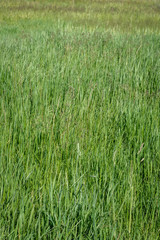 Tall spring grass in the park as a background
