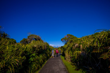 Asphalted pathway through temperate rainforest with trees in south island, in New Zealand