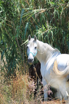 White horse standing in field  stock, photo, photograph, image, picture,