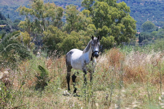 White horse grey standing in field stock, photo, photograph, image, picture,