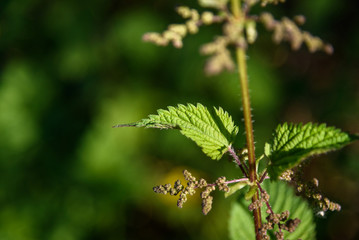 Close up of stinging nettle leaf in the sun
