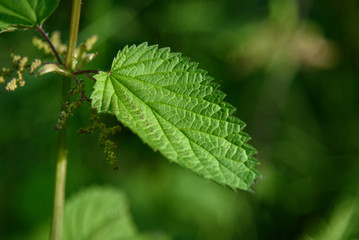 Fototapeta na wymiar Close up of stinging nettle leaf in the sun 
