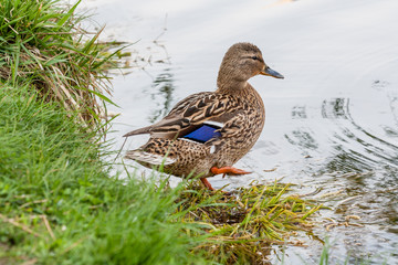 Ducks  stands on the shore