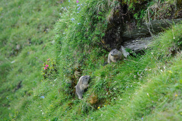 Naklejka na ściany i meble Marmots in Hohe Tauern national park, Austria