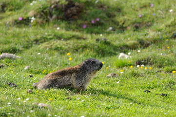 Marmot in Hohe Tauern national park, Austria