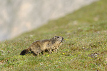 Naklejka na ściany i meble Alpine Marmot (Marmota marmota), Hohe Tauern National Park, Austria