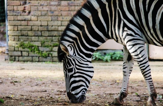 zebra Black and white 2 zebras contrast stock, photo, photograph, image, picture,