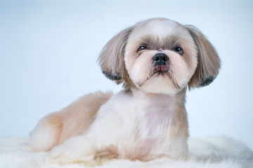 Shih tzu dog