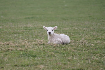 Obraz na płótnie Canvas lamb baby sheep springtime Easter farm field grass with copy space stock, photo, photograph, image, picture,