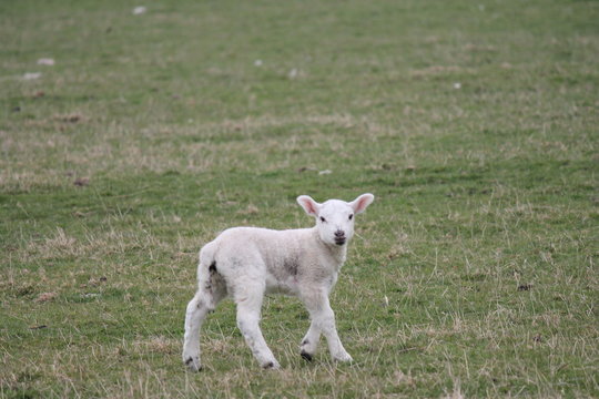lamb baby sheep springtime Easter farm field grass background with copy space  stock, photo, photograph, image, picture,