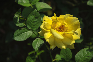 Blossoming rose flower closeup in garden 