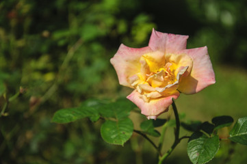 Blossoming rose flower closeup in garden 