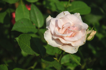 Blossoming rose flower closeup in garden 