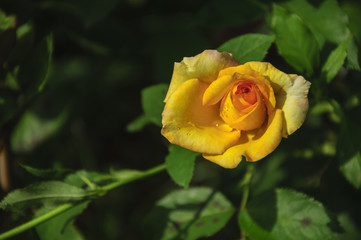 Blossoming rose flower closeup in garden 