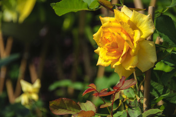 Blossoming rose flower closeup in garden 