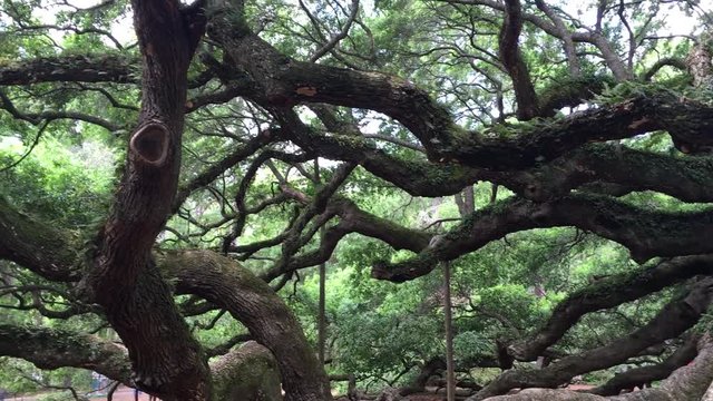 Old Oak tree