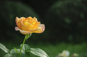 Blossoming rose flower closeup in garden 