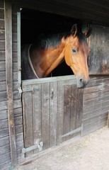 Naklejka premium horse in stable looking over door gate chestnut, horse head over the stable door