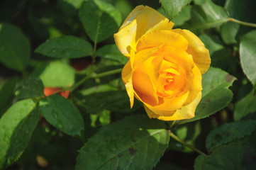 Blossoming rose flower closeup in garden 