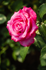 Blossoming rose flower closeup in garden 