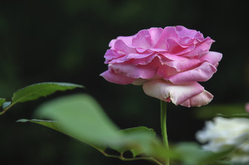 Blossoming rose flower closeup in garden 