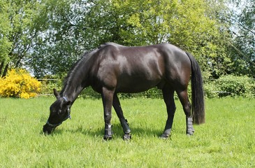 horse black shine coat eating grass in field 