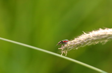 Fototapeta premium Bug