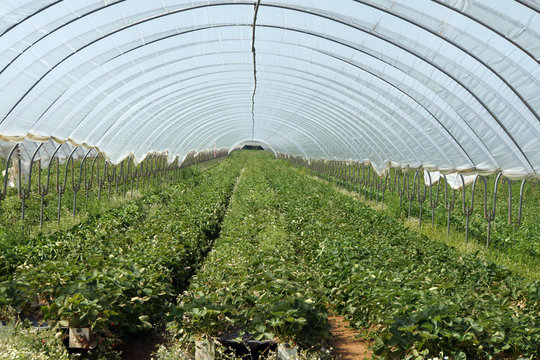 Erdbeer-Plantage im Plastik-Treibhaus