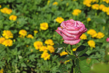 Blossoming rose flower closeup in garden 