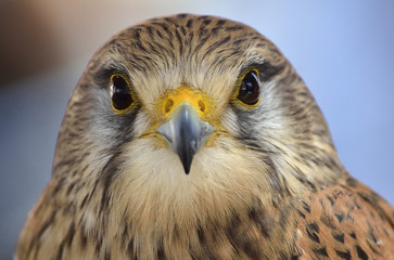 rapaces 1