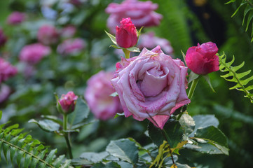 Blossoming rose flower closeup in garden 