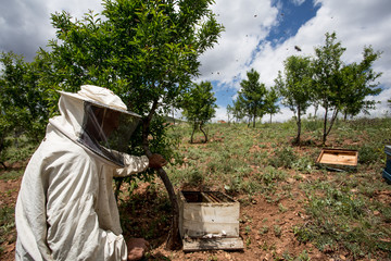 make honey production
