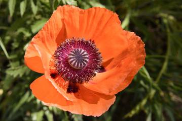 Poppy