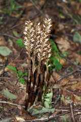 Vogelnestwurz (Neottia nidus-avis)