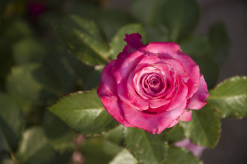 Blossoming rose flower closeup in garden 