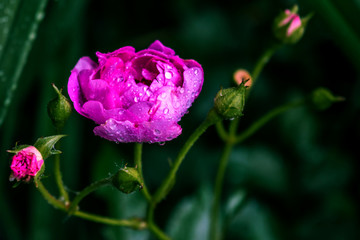 A pink rose with dew drops on a dark green background