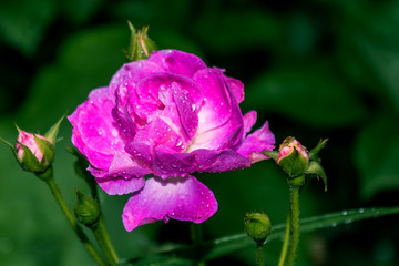 A pink rose with dew drops on a dark green background