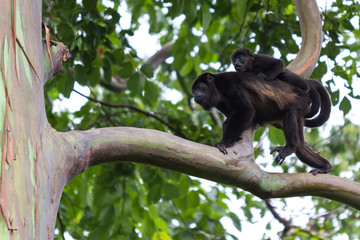 Howler Monkeys in Costa Rica