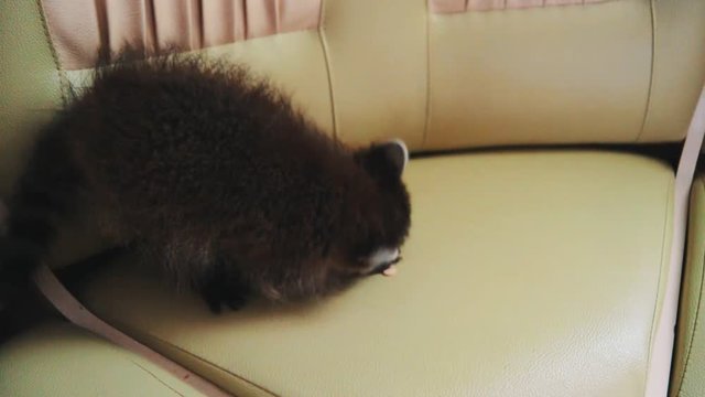 Little cute funny furry raccoon on green leather couch bites on popsicle stick as house pet, playing