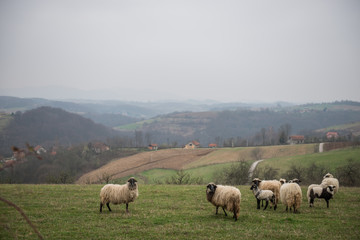 Sheep in meadow in countryside
