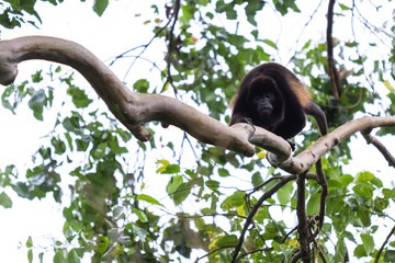 Howler Monkey in Costa Rica