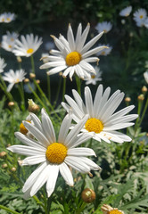 Fototapeta premium White flowers
