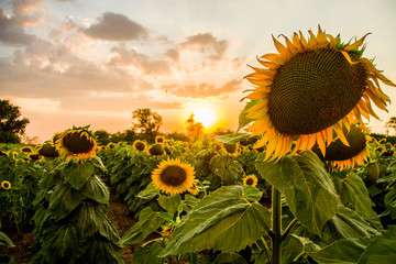 Helianthus or sunflowers against the sunset background